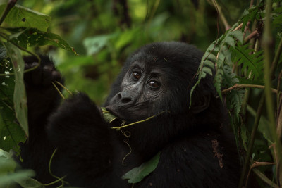 Národný park Bwindi