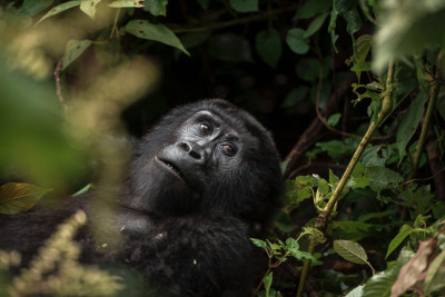 Spoznajte krásu Ugandy za 4 noci
