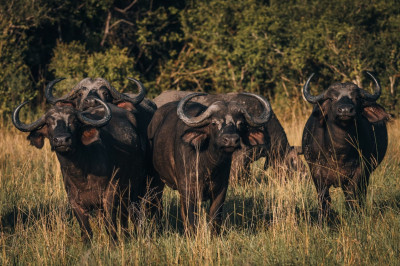 Krátke safari v Saadani