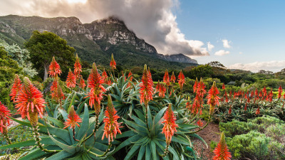 Okruh: Kapské Město, Hermanus, Franschhoek a Mont Eco