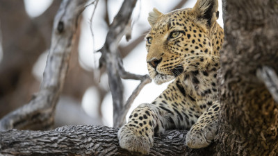 Okruh: Kapské Město, Hermanus, Franschhoek a Aquila Reserve