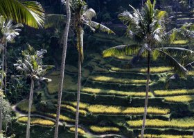 bali-hotel-anantara-ubud-bali-resort-016.jpg