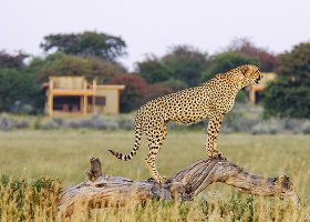 botswana-hotel-calahari-plains-camp-020.jpg