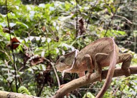 dobrodruzna-cesta-na-madagaskar-013.jpg