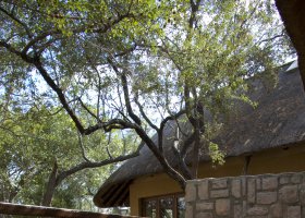 jihoafricka-republika-hotel-shumbalala-game-lodge-063.jpg