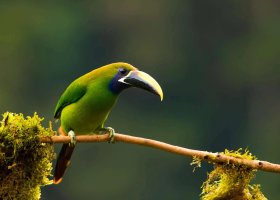 kostarika-hotel-senda-monteverde-hotel-031.jpg