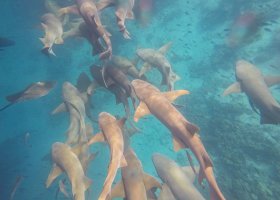 maledivy-hotel-coco-bodu-hithi-051.jpeg