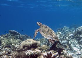 maledivy-hotel-coco-bodu-hithi-071.jpg