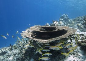 maledivy-hotel-coco-bodu-hithi-075.jpg