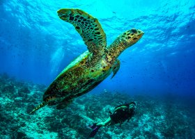 maledivy-hotel-dusit-thani-maldives-545.jpg