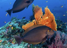 maledivy-hotel-here-baa-atoll-maldives-029.jpeg