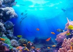 maledivy-hotel-here-baa-atoll-maldives-034.jpeg