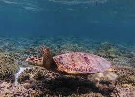 maledivy-s-rodinou-hotel-cocoon-maldives-014.jpg