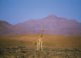 namibie-hotel-damaraland-camp-024.jpg