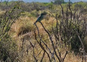 safari-v-keni-029.jpg