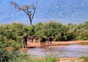 safari-v-keni-030.jpg
