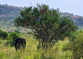 safari-v-keni-031.jpg