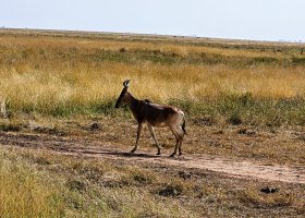 safari-v-keni-032.jpg