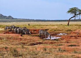 safari-v-keni-034.jpg