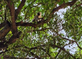 safari-v-keni-035.jpg