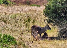 safari-v-keni-036.jpg