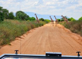 safari-v-keni-037.jpg