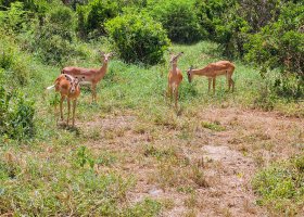 safari-v-keni-038.jpg
