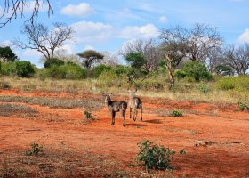 safari-v-keni-040.jpg