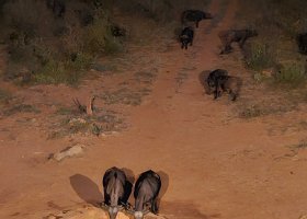 safari-v-keni-043.jpg