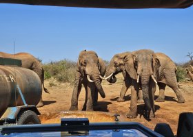 safari-v-keni-044.jpg