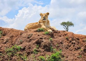 safari-v-keni-067.jpg