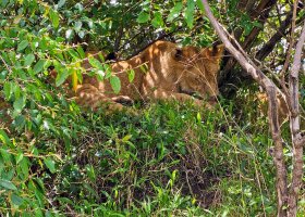 safari-v-keni-068.jpg