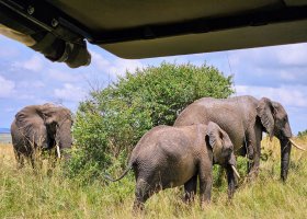 safari-v-keni-070.jpg