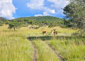 safari-v-keni-088.jpg