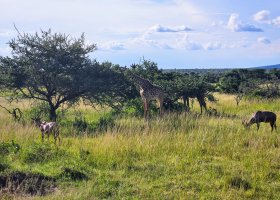 safari-v-keni-089.jpg