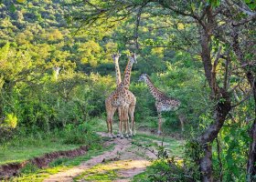 safari-v-keni-091.jpg