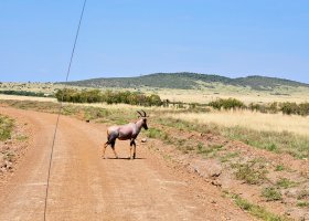 safari-v-keni-093.jpg