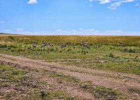 safari-v-keni-094.jpg