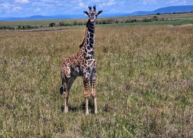 safari-v-keni-098.jpg