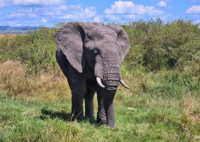 safari-v-keni-099.jpg