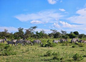 safari-v-keni-100.jpg