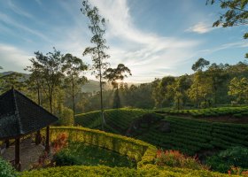 sri-lanka-hotel-ceylon-tea-trails-059.jpg