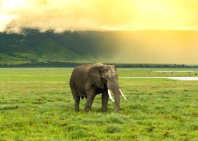 Ngorongoro Karibu Camps Lions Paw Lodge