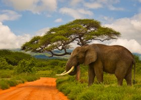 Ngorongoro Karibu Camps Lions Paw Lodge