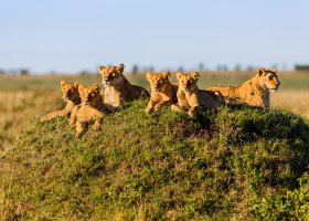 Serengeti Karibu Camps Mara River Camp