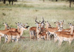 tanzanie-hotel-laba-migration-camp-021.jpg