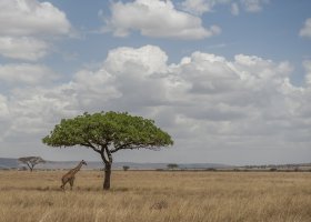 tanzanie-hotel-nimali-serengeti-042.jpg