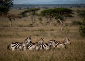 tanzanie-hotel-serengeti-sametu-camp-070.jpg