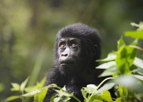 uganda-hotel-nkuringo-gorilla-lodge-001.jpg