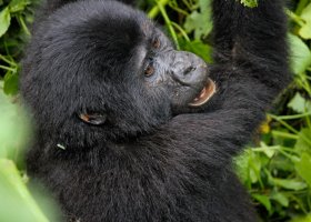 uganda-hotel-nkuringo-gorilla-lodge-005.jpg